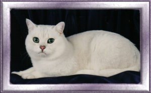 Breeders – The British Shorthair Cat Club